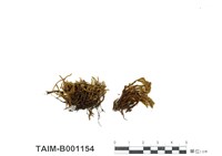 藏品(龍骨砂苔)的圖片